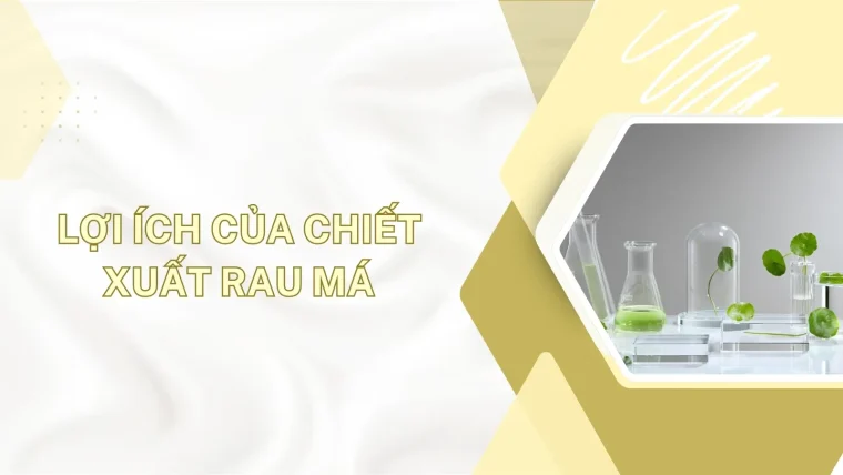 Lợi ích của chiết xuất rau má